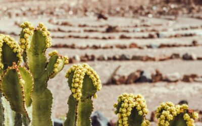 Breakout Canary Islands 2021