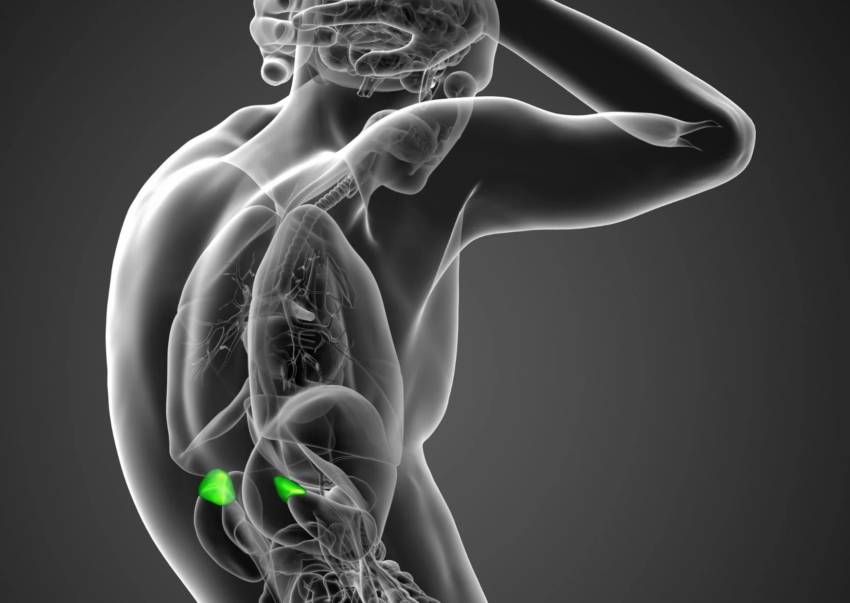 Adrenal glands Nebennieren Adrenal glands Nebennieren