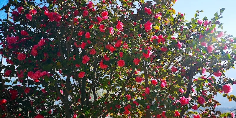 Camelia Tessin Orselina Camelia Tessin Orselina