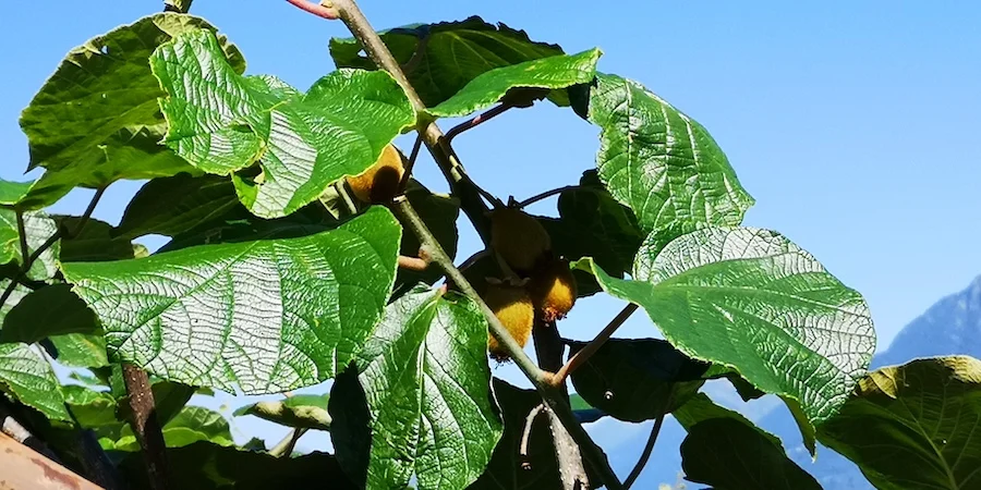Ticino Kiwi Tessin Kiwi