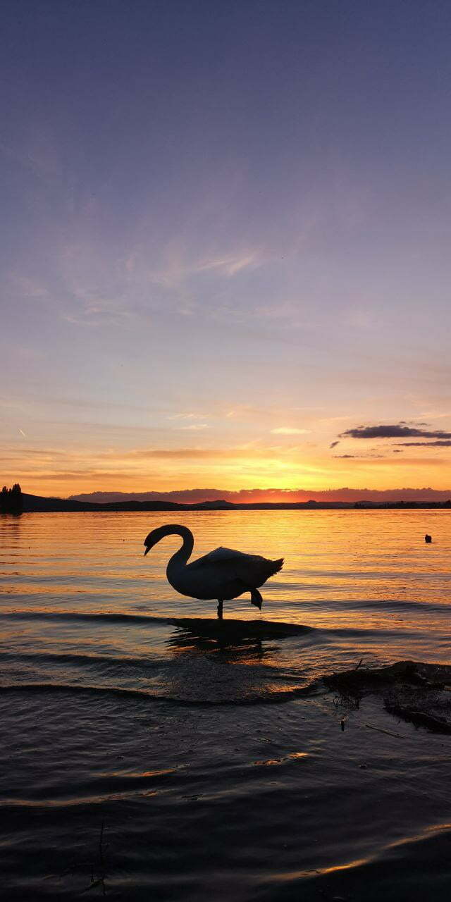 Swan at Lake Constance Sunset menopause