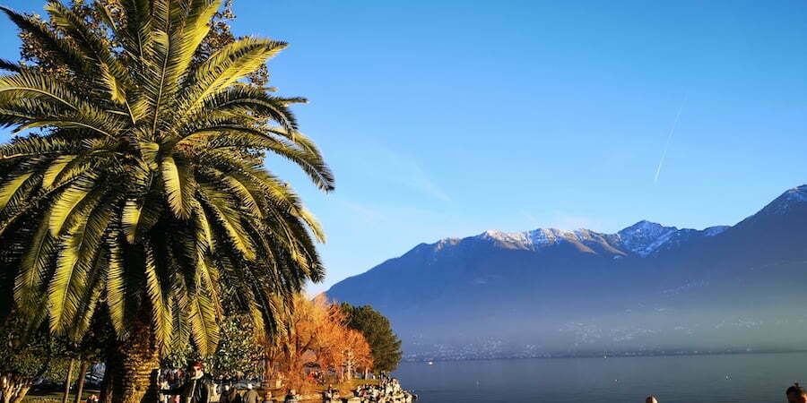 Locarno with palm tree